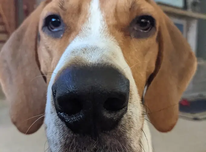 Remy the Treeing Walker Coonhound up close