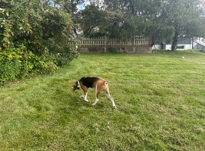 Remy, a Treeing Walker Coonhound, exploring a tidy fenced backyard