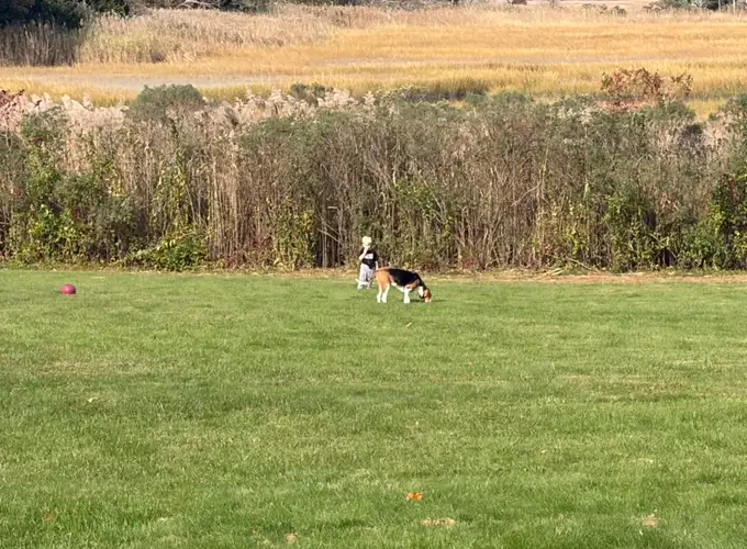 Remy enjoying a big open yard