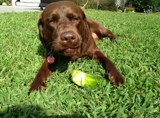 Chase, the chocolate Lab, relaxing on fresh green grass
