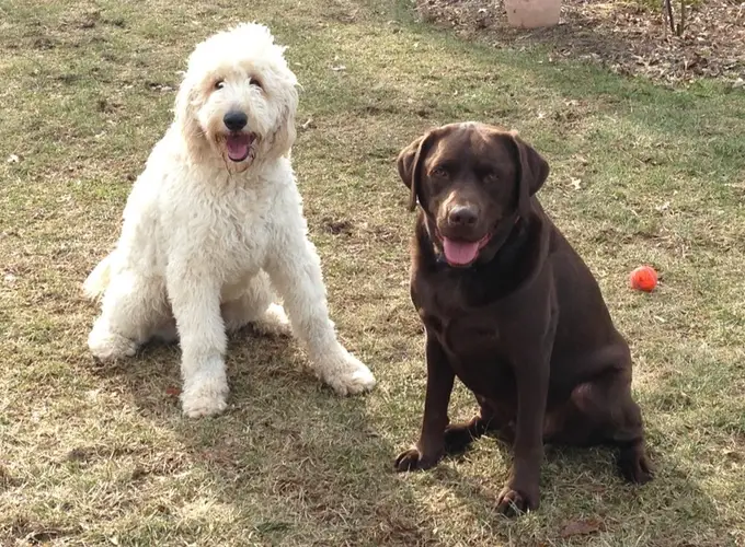 Tucker the Goldendoodle and Chase the chocolate Lab in a clean yard